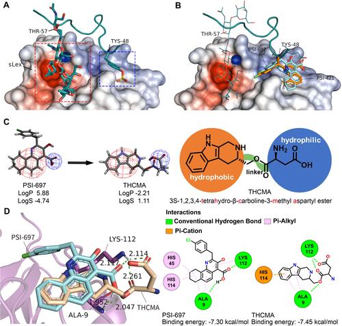 Figure 1 Rational structure design of THCMA. (A) Two regions involved in the interactions between P-selectin (surface model) and PSGL1 (ribbon model), sLeX moiety (stick model) and sulfated tyrosine Tys48 (stick model). (B) PSI-697 (cyan stick model) and PSI-421 (orange stick model) binding at the PSGL1 Tys48 binding site of P-selectin (surface model). (C) THCMA structurally designed by connecting two pharmacophores of PSI-697 with a linker to produce an amphiphilic molecule for improved solubility (logS) and bioavailability (logP). (D) Molecular interactions and binding energies between P-selectin (ribbon model) and PSI-697 (cyan stick model) and THCMA (wheat stick model), with detailed interactions presented in 2-D. Figures rendered with PDB 1G1S and docking results and plotted with PyMol and APBS plugins.Citation44