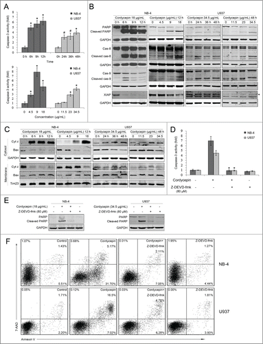 Figure 2 (See previous page). Cordycepin triggers caspase-dependent apoptosis. (A) NB-4 cells were treated with 18 μg/mL (71.6 μM) cordycepin for 6 h, 9 h and 12 h (upper panel), or treated with 4.5 μg/mL (17.9 μM), 9 μg/mL (35.8 μM), 18 μg/mL (71.6 μM) cordycepin for 12 h (bottom panel). U937 cells were treated with 34.5 μg/mL (137.3 μM) cordycepin for 24 h, 36 h, and 48 h (upper panel), or treated with 11.5 μg/mL (45.8 μM), 23 μg/mL (91.5 μM), 34.5 μg/mL (137.3 μM) cordycepin for 48 h (bottom panel). The extracts from cells were assayed for caspase-3 activity by using colorimetric assay. #, P <0.05 versus 0 h group. *, P<0.01 vs. 0 h group. Each data point represents the mean ± SD of 3 independent experiments. (B) NB-4 cells were treated with 18 μg/mL (71.6 μM) cordycepin for 6 h, 9 h and 12 h, or treated with 4.5 μg/mL (17.9 μM), 9 μg/mL (35.8 μM), 18 μg/mL (71.6 μM) cordycepin for 12 h. U937 cells were treated with 34.5 μg/mL (137.3 μM) cordycepin for 24 h, 36 h, and 48 h, or treated with 11.5 μg/mL (45.8 μM), 23 μg/mL (91.5 μM), 34.5 μg/mL (137.3 μM) cordycepin for 48 h. Whole cell lysates were analyzed by Western blot with the indicated antibodies. s, no specific bands. (C) NB-4 cells were treated with 18 μg/mL (71.6 μM) cordycepin for 6 h, 9 h and 12 h, or treated with 4.5 μg/mL (17.9 μM), 9 μg/mL (35.8 μM), 18 μg/mL (71.6 μM) cordycepin for 12 h. U937 cells were treated with 34.5 μg/mL (137.3 μM) cordycepin for 24 h, 36 h, and 48 h, or treated with or treated with 11.5 μg/mL (45.8 μM), 23 μg/mL (91.5 μM), 34.5 μg/mL (137.3 μM) cordycepin for 48 h. Cytosolic and membrane fractions were generated as described in Materials and Methods. Bax and cytochrome c were detected by Western blot analysis. (D and E) NB-4 cells were preincubated with 80 μM Z-DEVD-fmk for 2 h before treatment with 18 μg/mL (71.6 μM) cordycepin for another 12 h. U937 cells were preincubated with 80 μM Z-DEVD-fmk for 1 h before treatment with 34.5 μg/mL (137.3 μM) cordycepin for another 36 h. Extracts from cells were assayed for caspase-3 activity using a colorimetric assay. *, P<0.01 versus cordycepin treated group. Each data point represents the mean ± SD of 3 independent experiments. Cleavage of PARP was evaluated by Western blot analysis. (F) Annexin V analysis of NB-4 and U937 cells treated with Z-DEVD-fmk and cordycepin. NB-4 cells were preincubated with 80 μM Z-DEVD-fmk for 2 h before treated with 18 μg/mL (71.6 μM) cordycepin for another 12 h. U937 cells were preincubated with 80 μM Z-DEVD-fmk for 1 h before treatment with 34.5 μg/mL (137.3 μM) cordycepin for another 36 h.