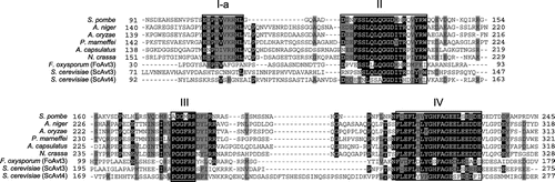 Fig. 5. Conserved sequence elements in the N-terminal hydrophilic regions of fungal Avt3/Avt4 homologs.