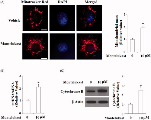 Figure 3. Montelukast treatment promoted mitochondrial biogenesis in Beas-2b cells. Cells were stimulated with 10 µM montelukast for 24 h. (A) Mitochondrial mass; (B) mtDNA/nDNA; (C) Expression of cytochrome B (*, p < .01 vs. vehicle group, n = 5–6).
