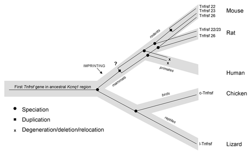 Figure 8. Model of the evolution of mouse and human Tnfrsf genes within the Kcnq1 region. Light gray line represents the species tree; thin black lines within represent the Tnfrsf gene tree. This figure represents only relevant lineages and species in order to summarize the major events in evolution of mouse and human Tnfrsf genes. Tnfrsf sequences were present in the Kcnq1 ancestral region before the first establishment of imprinting in mammals (notice that imprinting acquisition did not occur for all genes at the same time and it remains to be determined when parental bias was established in the Tnfrsf genes). Two duplications (one early or prior to mammalian evolution and one after the mouse and rat lineage split) originated the three Tnfrsf genes present in mouse. It has not been established whether the earlier duplication occurred before or after imprinting emerged in mammals (indicated with a question mark). In primates, Tnfrsf genes degenerated or were deleted or relocated, and in humans only a single short homologous sequence is observed.