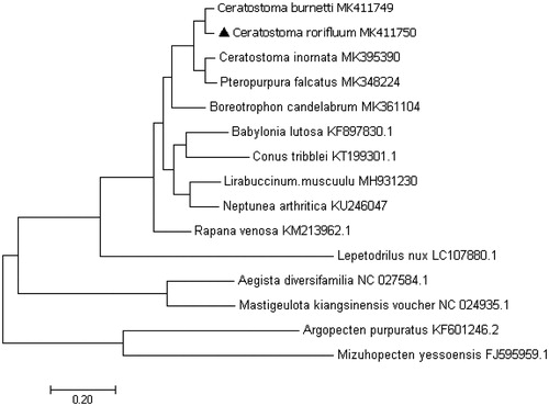 Figure 1. Consensus neighbour-joining tree based on the complete mitochondrial sequence of C. rorifluum and other 14 mollusc. species. The phylogenetic tree was constructed using MEGA 7.0 and DNAMAN 6.0 software by the neighbour-joining method. The numbers at the tree nodes indicate the percentage of bootstrapping after 1000 replicates.