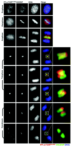 Figure 4. Co-localization analysis of phospho-mTORSer2481 and the CPP INCENP during mitosis and cytokinesis. Asynchronously growing A431 cells were fixed and stained as described in the Materials and Methods. The figure shows representative portions of images containing dividing cells captured with a 40x objective in the channels corresponding to phospho-mTORSer2481 (red), INCENP (green) and Hoechst 33258 (blue), and the images were merged with a BD PathwayTM 855 Bioimager System using BD AttovisionTM software. The rectangular regions (white lines) are enlarged and shown as high-magnification insets in the right panels.