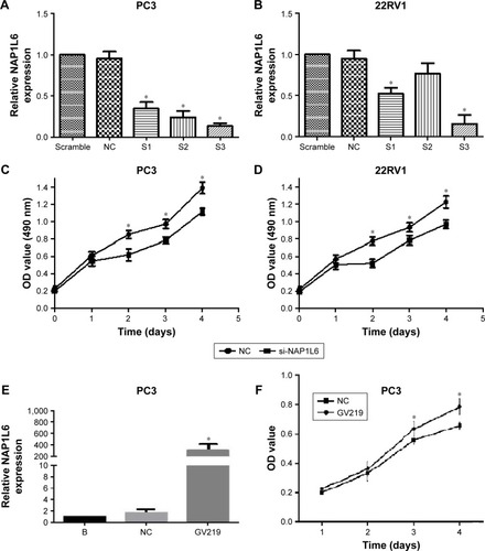 Figure 3 siRNA-mediated knockdown and over-expression of NAP1L6-regulated PCa cell proliferation. (A, B) Relative expression level of NAP1L6 in PC3 and 22RV1 cells was significantly decreased by si-NAP1L6. (C, D) CCK-8 assay determined the proliferation of si-NAP1L6-transfected PC3 and 22RV1 cells. (E) NAP1L6 expression in PC3 cells was significantly increased by GV219. (F) CCK-8 assay determined the proliferation of pcDNA-NAP1L6-transfected PC3 cells. Data represent the mean ± SD from three independent experiments. *P<0.05.