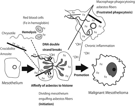 Figure 2. Role of iron overload in asbestos-induced mesothelial carcinogenesis.