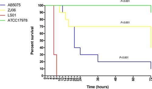 Figure 2 G. mellonera killing study. The percent survival of G. mellonera after infection with AB5075, ZJ06, LS01, and ATCC17978 was measured for 72 h after infection. Statistical significance was calculated using log rank test. The survival experiments were repeated three times (n=10 larvae per experimental group), and the most representative curves were presented.