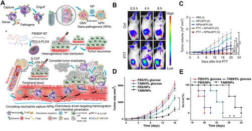 Figure 3 (A) Schematic illustration showing the chemotaxis-driven delivery of NPNs for complete eradication of tumors post-phototherapy. (B) DiD-labeled NPNs were i.v. injected into control or PTT-treated EMT6-bearing mice (n=3). At different time points, in vivo DiD fluorescent signals were observed with IVIS. (C) Two treatments of PTT plus NPNs@Pt completely eradicated tumors in all mice. Tumor growth curves during the treatments. Reproduced from Li M, Li SY, Zhou H, et al. Chemotaxis-driven delivery of nano-pathogenoids for complete eradication of tumors post-phototherapy. Nat Commun. 2020, 11(1), 1126. Copyright © 2020, The Authors. Creative Commons CC BY.Citation73 (D) Tumor size and (E) survival rates of the mice bearing melanoma illuminated with 660 nm laser at day 2 after the injection of vehicles, TA99, Ppa-loaded NPs, or both of TA99 and Ppa-loaded NPs. The doses of TA99 and Ppa were 40 and 2 mg kg−1, respectively. Reproduced with permission from Chu DF, Zhao Q, Yu J, Zhang FY, Zhang H, Wang ZJ. Nanoparticle Targeting of Neutrophils for Improved Cancer Immunotherapy. Adv Healthc Mater 2016, 5 (9), 1088–1093. © 2016 WILEY‐VCH Verlag GmbH & Co. KGaA, Weinheim.Citation74 **P < 0.01, ***P < 0.001, ****P < 0.0001.