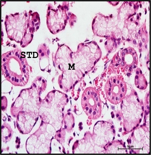 Figure 23. Photomicrograph of neonatal buffalo showing striated ducts (STD) having characteristic basal striations in mandibular gland. (M-mucous cell). Haematoxylin and Eosin method ×400.