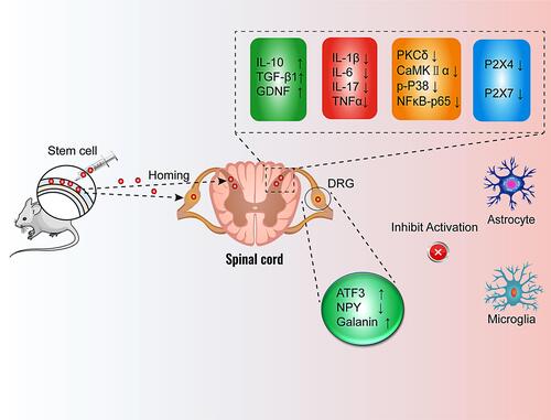 Figure 12 The main mechanism of stem cell modulation of neuropathic pain. Intrathecally injected stem cells can home to the spinal cord and dorsal root ganglia to exert analgesic effect. Inhibition of glial cell activation through upregulation or inhibition of protein molecule expression.