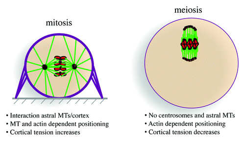 Figure 1. Spindle positioning in mitosis and meiosis. Chromosomes in red, microtubules (MTs) in green, actin in violet, and microtubule organizing centers (MTOCs) in brown.