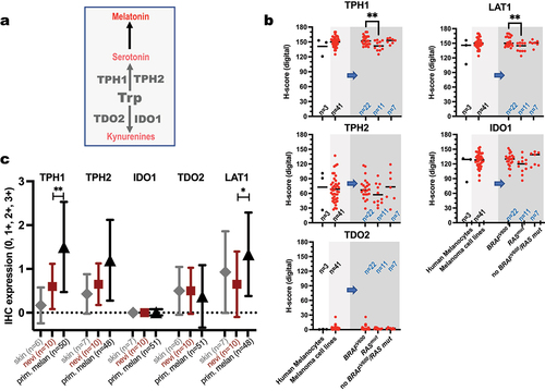 Figure 1. Protein expression of the four TMEs and LAT1 in melanoma. a. the enzymatic role of each TME is shown in the first rate-limiting enzymatic step of Trp metabolism. b. Expression (digital H-score) in NHMs (black, n = 3) and melanoma cell lines (red, gray boxes, n = 41). Within melanoma cell lines (light gray box), expression is further shown (blue arrow, dark gray region) according to the mutation status for BRAFV600 and RAS mutations. c. Expression (semiquantitative 0–3 score) in normal skin (n = 7), nevi (n = 10), and primary melanomas (n = 51). See, Supplementary File (Patients and Methods) for histopathologic details in the analysis. Asterisks indicate significant differences in protein expression between nevi and primary melanomas. **p < 0.01; *p < 0.05.