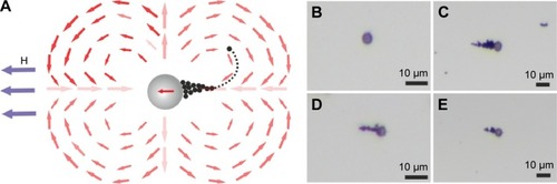 Figure 6 Accumulation of iron nano particles.Notes: (A) Depiction of accumulation based on magnetic dipole–dipole interaction of magnetic particles and iron nanoparticles. (B–E) Optical microscopy image showing the experimental results. (B) Control experiment, no accumulation or very few is observed when magnetic field is 0. (C–E) Optical microscopy images showing the accumulation of 60–80 nm iron nanopowder around 8 μm ferromagnetic beads under 12.5 mT magnetic field in wet condition. The pixel area is increased approximately two- to threefold compared to the pixel area of a single bead.Abbreviation: H, applied external magnetic field.