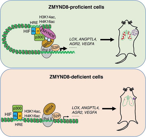 Figure 1. Zinc finger MYND-type containing 8 (ZMYND8) induces hypoxia-inducible factor (HIF)-dependent transcriptional programs that promote breast cancer progression. In ZMYND8-proficient breast cancer cells, ZMYND8 is acetylated by p300 (EP300, best known as p300) and recruits bromodomain containing protein 4 (BRD4) to the hypoxia response elements (HREs) to enhance RNA polymerase II-mediated elongation of HIF target genes, thereby promoting breast tumor growth and metastasis. In ZMYND8-deficient breast cancer cells, the recruitment of BRD4 to the HREs is blocked leading to impaired RNA polymerase II activation and HIF target gene expression, thereby suppressing breast tumor growth and metastasis. H3K14ac, acetyl lysine 14 of histone H3. H4K16ac, acetyl lysine 16 of histone H4. Pol II, RNA polymerase II. S2P, serine 2 phosphorylation.