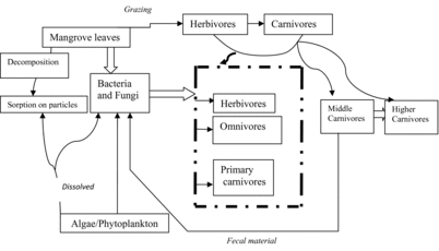 Figure 2. Conceptual flow diagram of the contribution of mangrove leaf to the food chain in an estuary (after Odum Citation1971).