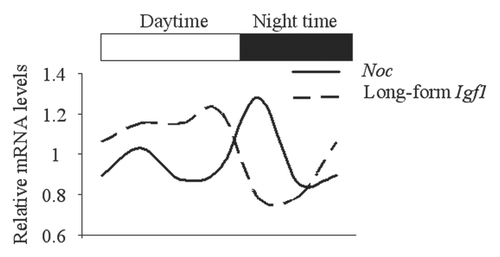 Figure 6 Anti-phase circadian expression pattern between Noc and Igf1 in the femur. RNA was collected from femur at the several time points of the day and expression of Noc and long-form Igf1 were analyzed by real-time PCR. White bar and black bar represent daytime (ZT 0–14) and night time (ZT 14–24), respectively.