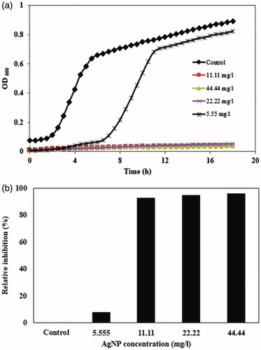 Figure 6. (a) Growth curves of E. coli in LB culture media supplemented with 5.55, 11.11, 22.22, and 44.44 mg/l AgNPs synthesized using cell-free filtrate of F. oxysporum; (b) bacterial growth inhibition after 18 h treatment with different concentrations of AgNPs.