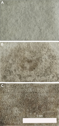 Figure S3 The photos of nonwoven fabric with DOX_rGO–COOH/Au NRs multilayer. (A) blank nonwoven fabric; (B) (DOX_rGO–COOH/Au NRs)1; (C) (DOX_rGO–COOH/Au NRs)4.Abbreviations: Au NRs, gold nanorods; DOX, doxorubicin; rGO–COOH, carboxylated-reduced graphene oxide.