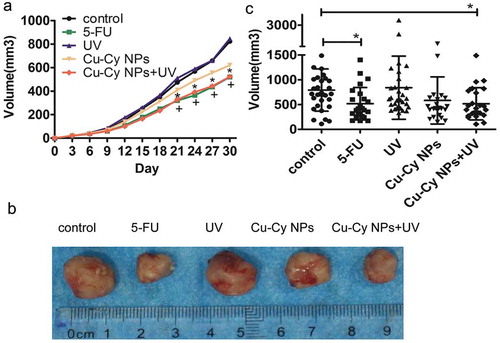 Figure 8. Images of tumors sized after treatment. (a) Image of the growth curve of tumor in different groups of mice. The results are presented as the mean of eight mice per group from the experiment. *P < 0.05 Cu-Cy NPs+UV compared with the control, +P < 0.05 5-FU compared with the control. (b) Images of tumor size in the different group after different treatment. (c) Scatter plots of tumor volume after treatment with different groups of mice. The results are presented as the mean ± SD of eight mice per group from the experiment. *P < 0.05 compared with the control.