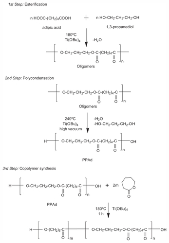 Figure 1 Schematic presentation of the chemical reactions during the preparation of poly(propylene adipate)-block-poly(ɛ-caprolactone) copolymers.Abbreviation: PPAd, poly(propylene adipate).