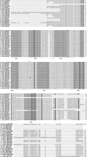 Figure 1. Multiple alignment of QRFPR amino acid sequences from different fish species. The grey background alignment regions refer to the TMDs (Transmembrane Domains). Boxed letters refer to the amino acids that play a crucial role in G protein coupling and receptor activation. The disulphide bridge between the two C (Cysteine) residues located in the first and second extracellular loops is indicated by “B”. The letters marked by a black background refer to the positively selected amino acid sites. The symbols at the bottom of the QRFPR sequences correspond to the definitions of the T-coffee program: (*) fully conserved; (:) highly conserved; (.) conserved substitution.