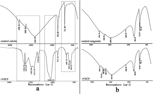 Figure 9. FTIR spectra of the rVDCP (100 μg/mL) induced crystals. a: The control (upper panel) and the rVDCP induced (lower panel) calcite crystals; b: the control (upper panel) and the rVDCP induced (lower panel) aragonite crystals. The regions of calcite polymorph variation induced by rVDCP were denoted by dash frames.