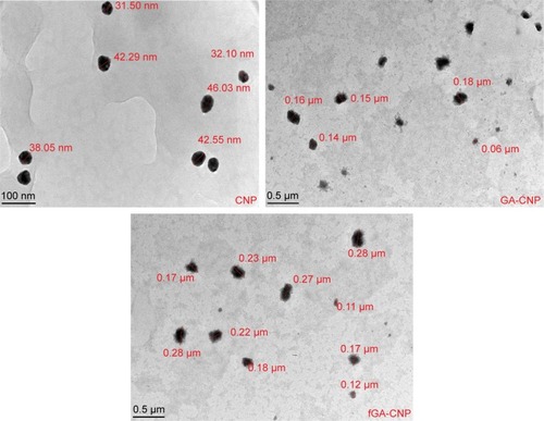 Figure 8 Transmission electron microscope images of CNP, GA-CNP, and fGA-CNP.Notes: CNPs appeared as spherical-shaped particles ranging from 30 to 50 nm with a dark and dense internal structure indicating the formation of compact particle structure. The particle size expanded to over 100 nm following addition of GA and fGA molecules, suggesting the successful encapsulation of these molecules within CNPs.Abbreviations: CNP, chitosan nanoparticle; fGA, fluorescently labeled glutamic acid.