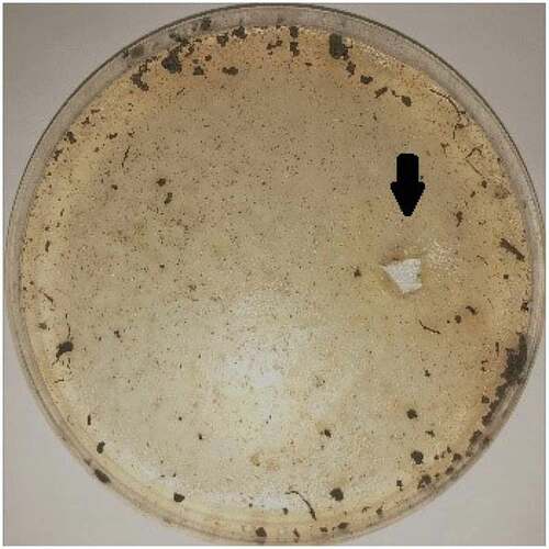 Figure 1. Screening plate pit. Gellan was the coagulant and the sole carbon source; as it was degraded by lyase, obvious pits would be produced on the plate. Thus, high-efficiency gellan lyase producing bacteria could be obtained by isolating and purifying the strains in the pits.