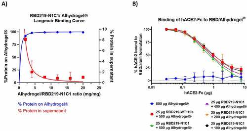 Figure 2. (A) Langmuir binding isotherm of RBD219-N1C1 to Alhydrogel®. (B) ELISA data, comparing the binding interaction of hACE-2-Fc to RBD219-WT bound Alhydrogel® (red) and RBD219-N1C1 bound on different amounts of Alhydrogel® (green, purple, orange, and black). Five hundred µg Alhydrogel® alone served as a negative control (blue). Data are shown as the geometric mean (n = 3) with 95% confidence intervals