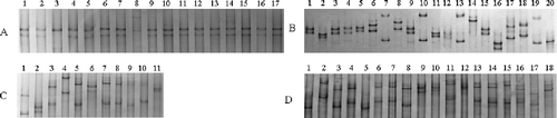 Fig. 1. SSCP analyses for coat protein genes cloned from four Grapevine virus A isolates showing different population structures. Numbers above each lane refer to different clones. a and b, show simple SSCP types with predominant haplotypes from isolates HBS and AF. c and d, show complex SSCP types without predominant haplotypes from isolates BSSL and BSBD.