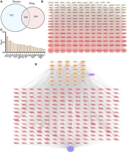 Figure 3. Prediction of anti-EC targets of ZJP. (A) Drug and disease intersection targets Venn diagram; (B) PPI network of intersection targets; (C) The top 20 genes; (D) Drug-Compounds-Target-Disease (DCTD) network diagram.