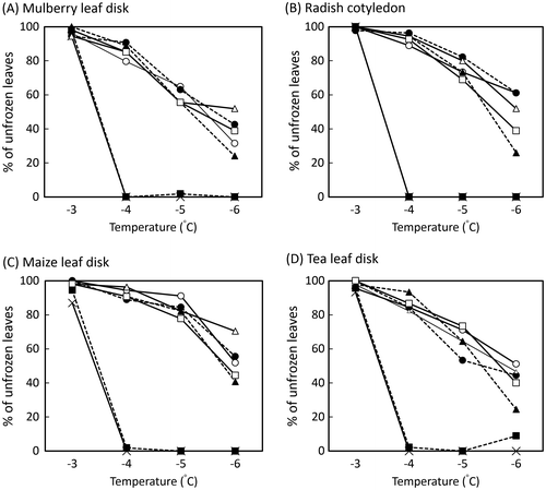 Fig. 2. Anti-ice nucleation effects of leaf extracts with anti-INA on cooling at subzero temperatures. Freezing curves of 10 μL of droplets containing 0.10 g FW/mL leaf extracts (sample solution) or nothing (control) and 1.0 mg/mL Erwinia ananas and phosphate buffer at subzero temperature (−3–−6 °C) on mulberry leaf disks (A), radish cotyledon (B), maize leaf disks (C), and tea leaf disks (D) were compared. The assay was repeated at least five times at each temperature, and the mean value of unfrozen droplets and leaves was calculated. X-mark, control; open circle, Picea glehnii; filled circle, Sasa senanensis; open triangle, Laurus nobilis; filled triangle, Camellia sinensis cv. Saemidori; open square, Taraxacum officinale; filled square, Portulaca oleracea.