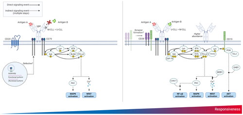 Figure 1. Factors affecting BCR responsiveness in CLL that are associated with TTFT. BCR responsiveness is a gradient, of which the more extreme scenarios are depicted in the left and right panels. BCR non-responsive CLL cells are frequently M-CLL, have restricted antigen recognition and are positive for CD20 (left). BCR responsive CLL cells are typically U-CLL that are polyreactive, have high expression of adaptor proteins, and show elevated basal levels of primary BCR signaling components and other factors enhancing BCR signaling (right). These differences ultimately lead to increased tyrosine kinase phosphorylation and elevated Ca2+ mobilization following IgM stimulation in the responsive CLL cells, whereas non-responsive cases do not exhibit such changes. Created with BioRender.com. BCR: B cell receptor; CLL: chronic lymphocytic leukemia; IGHV: immunoglobulin heavy chain variable gene; M-CLL: IGHV-mutated CLL; TTFT: time-to-first-treatment; U-CLL: IGHV-unmutated CLL.