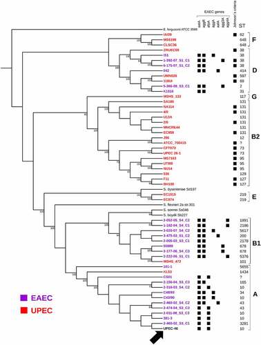 Figure 2. Whole genome-based phylogeny and genetic characteristics of UPEC-46 and selected EAEC and UPEC strains. The maximum-likelihood phylogenetic tree was constructed with 1,000 bootstrap replicates. The tree was visualized with iTOL, where UPEC-46, EAEC, and UPEC strains are indicated by black, purple, and red colors, respectively. The different STs and phylogroups are appointed. The following EAEC-associated virulence genes were searched: aggR (virulence regulator), aatA (anti-aggregation protein transporter), aggA (AAF/I fimbriae), aafA (AAF/II fimbriae), agg3A (AAF/III fimbriae), agg4A (AAF/IV fimbriae), and afpA (AFP, type 4 pili). The strains were positive for Johnson’s criteria (criteria for ExPEC) if positive for ≥2 of the five ExPEC markers, i.e., pap (P fimbriae), sfa/foc (S/F1C fimbriae), afa/dra (Dr binding adhesins), iucD/iutA (aerobactin receptor), and kpsMT II (group 2 capsule synthesis) [Citation77]. The UPEC-46 strain is indicated by a black arrow. E. fergusonii serves as an outgroup