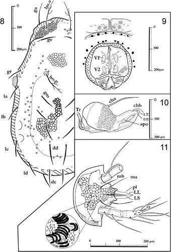 Figures 8–11. Labidostomma motasi, female. 8, Dorsal shield. 9, Ano-genital zone. 10, Right chelicera, paraxial view. 11, Infracapitulum ventral view.