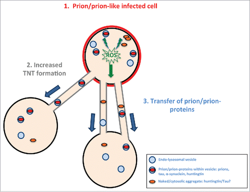 FIGURE 3. Model of prion/prion-like protein induced formation of TNTs and spreading. Prions or prion-like proteins such as tau fibrils after “infecting” a cell (in red) (1) induce via an unknown (possible common) mechanism (for example, induced via radical oxygen species (ROS) from oxidative stress) an increase in TNT number (2). The prion/prion-like aggregates would then be propagated via TNT-mediated intercellular trafficking from infected cells to naïve cells (3).