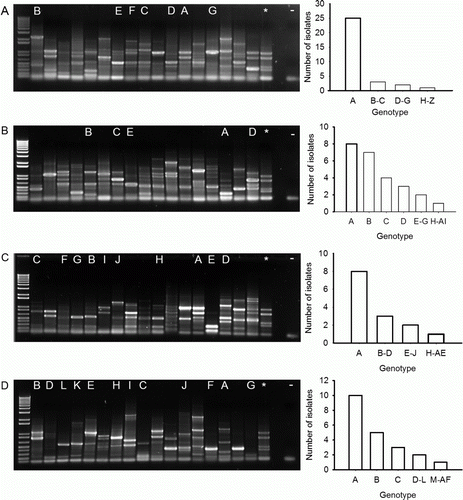 Figure 1.  Agarose gel (1%) of up to 17 unique fingerprints generated by ERIC-PCR of DNA extracted from bacteria recovered from the nodules of four clover species. A, Arrowleaf; B, balansa; C, gland; D, Persian. The positive control (strain WSM1325; *), the negative control (-) and the code for each of the most common fingerprints is designated at the top of the gel. On the right hand side is a histogram showing the frequency of each fingerprint. The 1 kb plus DNA ladder (Invitrogen, Australia) is in the first lane of each gel.