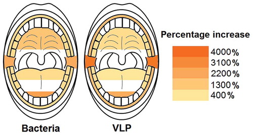 Figure 6. Heat maps showing the average percentage increase in bacteria and VLP after sleep at sampled locations. The molars, back of the tongue and gingiva were the locations with the lowest bacterial percentage increase during sleep (714%, 764% and 784% respectively). Likewise, the back of the tongue also had the lowest VLP percentage increase (416%). The tip of the tongue was the area with the highest bacterial percentage increase (2391%) and the posterior buccal vestibule the highest VLP percentage increase (3638%)