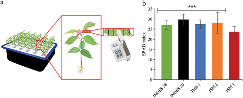 Figure 7. (a) schematic diagram for SPAD measurements and (b) relative chlorophyll content in five fine-flavored cocoa genotypes. P value less than 0.001 (****).