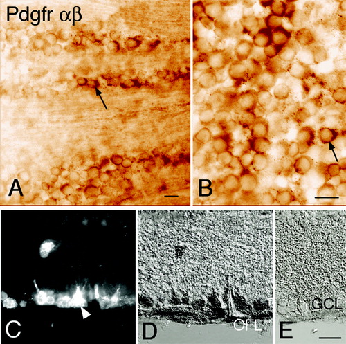 Figure 4.  Immunohistochemical localization of Pdgf receptors in the retinal ganglion cell layer. Immunohistochemistry using an antibody against both α and β forms of the Pdgf receptor. A, B, and D: Bright-field micrographs of adult rat retina with immunoreactivity visualized using diaminobenzidine precipitates. A, B: Micrographs of the vitreal side of whole-mount retina preparation with the focus plane in the ganglion cell layer. Pdgfrα,β immunoreactive cell (arrow). Immunoreactivity could also be seen in the optic fibre layer (out of focus in panels A and B but visible in cross-section shown in D). C–E: Cross-sections of retina with FluoroGold-labelled RGCs. C: Fluorescence micrograph showing FluoroGold-labelled RGCs (arrow-head). D: Pdgfrα,β immunoreactivity in the same section as shown in C. Note the displaced RGC in C, which is also labelled for Pdgfrα,β. E: Negative control (GCL = ganglion cell layer; OFL = nerve fibre layer; RGCs = retinal ganglion cells). Scale bar in A, B, and E, 20 μm, also valid for C and D.