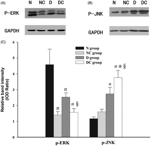 Figure 3. Effect of contrast media on phosphorylation of ERK1/2 and JNK. Representative western blot findings of p-ERK1/2 (A) and p-JNK (B) in the kidney of each group. The expression of p-JNK was significantly increased in the diabetic kidney after intravenous injection meglumine diatrizoate compared with normal saline (p < 0.05) (B,C), however, the expression of upstream signal molecule p-ERK1/2 was just the opposite (p < 0.05) (A,C). Moreover, the expression of upstream signal molecule p-JNK in diabetic kidney was significantly higher than that of normal rats in the contrast media-treated group (p < 0.05) (B,C). IOD = integrated optical density #p < 0.05 versus N group; *p < 0.05 versus NC group; §p < 0.05 versus D group.