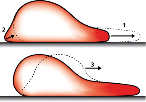 Figure 29. Illustration of the “standard model” of crawling cell migration on flat substrates Citation6 Citation370. It commonly is reduced to three processes taking place in parallel: (1) A comparatively thin actin gel protrusion extends the leading edge and adheres to the substrate. (2) The rear end actively retracts and detaches from the substrate. (3) The cell body is pulled forward.