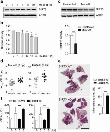 Figure 1. SIRT3 is essential for host defense against mycobacterial infection in vivo and in vitro. (a and b) WT BMDMs were infected with Mabc-R (MOI = 3) at the indicated times. Actin protein levels were evaluated by immunoblotting as an internal control. (b) Quantification of results on (a). (c) Western blot analysis of the lung tissues from SIRT3 WT and KO mice left uninfected or infected intranasally with Mabc-R (1 × 107 CFU) for 3 days. Quantifiation of results on top. (d) SIRT3 WT and KO mice were infected intranasally with various CFUs of Mabc-R (1 × 107 CFU) or Mabc-S (1 × 107 CFU) and monitored at 5 or 7 days post-infection (dpi). Data are shown as log pulmonary CFU. (e) Lung histopathology by H&E staining of SIRT3 WT and KO mice infected with Mabc-R for 5 days. Right, Quantification of results on left. Scale bar, 5 mm. (f) Intracellular survival of Mabc-S assessed by a CFU assay. SIRT3 WT and KO BMDMs were infected with Mabc-S (MOI = 1, for left; MOI = 3, for right) for 4 h, and then lysed to determine intracellular bacterial loads at 0 and 3 dpi. *P < 0.05, **P < 0.01, ***P < 0.001. Non-parametric test (b and d); Student’s t-test (c below and e right); One-way ANOVA (f). Data represent three independent experiments (a, c top, and e left), and values represent means (± SEM) from three or four independent experiments performed in triplicate (b, c bottom, e right, and f).