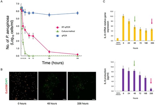 Figure 3. Comparison of detection methods in generating time-kill curves for MDRP exposed to antimicrobials. (A) Time-kill curves for PA ATCC BAA-2108TM exposed to colistin and doripenem combinations (n = 4). Bacterial counts in the culture solutions sampled over time were determined by RT-qPCR, the culture method, and qPCR. For RT-qPCR and qPCR, the primer set targeting PA-specific 23S rRNA was used. For the culture method, the appropriate dilution series were cultured on TSA plates. When the bacterial count was not detected (<1 cell/mL), the circles were rendered as open. (B) Parts of the culture solutions were subjected to measurement of bacterial counts and assayed by FISH with FITC-labeled Eub338. Green and red images of PA were obtained by DAPI and FISH, respectively. Scale bars: 10 μm. (C) After Caco-2 cells were infected with a part of the culture solution used for determination of bacterial counts, relative amounts of IL-8-encoding transcripts were measured by RT-qPCR. Expression was normalized to GAPDH, and the relative gene expression values were compared to those of uninfected cells (n = 4). The production of IL-8 was measured by ELISA (n = 4). The red and green arrows indicate the point at which PA was thought to have disappeared by RT-qPCR and the culture method, respectively. Data indicate the mean ± SD.