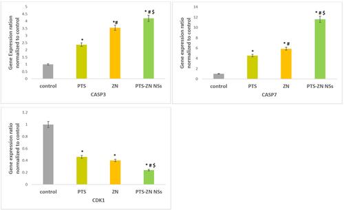 Figure 7 PTS-ZN NS impact on mRNA expression of CASP3, CASP7, and CDK1 in MCF7 cells.