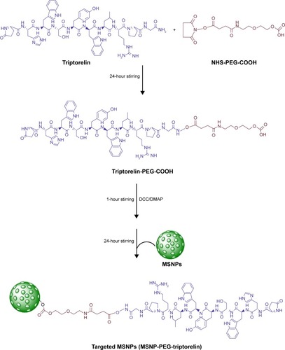 Scheme 1 Schematic representation of the synthesis for targeted MSNPs.Abbreviations: DCC, N, N′-dicyclohexylcarbodiimide; DMAP, 4-dimethylaminopyridine; MSNPs, mesoporous silica nanoparticles; PEG, polyethylene glycol.