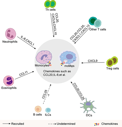 Figure 1 Recruitment of Immune Cells by Monocytes in IBD. Through the secretion of cytokines, including chemokines and other inflammatory mediators, monocytes facilitate the congregation of these immune cells. These cells collectively contribute to either the amplification or the regulation of the inflammatory response integral to the pathogenesis of IBD, thereby influencing the disease’s progression and outcomes.