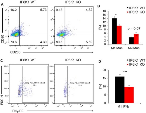 Figure 2. Global depletion of ip6k1 gene alters tumor-associated macrophage signatures. Flow cytometry analysis of MC38 tumor-associated macrophages (Live cells were pre-gated with CD45.2). (A) Macrophage subpopulations were divided into M1(CD11b+F4/80 + CD80+) and M2 (CD11b+F4/80 + CD206+). The average proportion of M1 to total macrophage was 14.1% (IP6K1 WT, n = 6) and 10.1% (IP6K1 KO, n = 6). The average ratio of M2 to total macrophage was 3.7% (IP6K1 WT, n = 6) and 5.5% (IP6K1 KO, n = 6). (B) The average percentile of each population was presented as a bar graph. (C) Interferon gamma positive M1 macrophage was determined (WT: 16.0%, KO 9.7%). (D) The average proportion of each population was presented as a bar graph. Data are expressed as means ± SEM (*P < 0.05; **P < 0.01; ***P < 0.001, Student’s t-test).