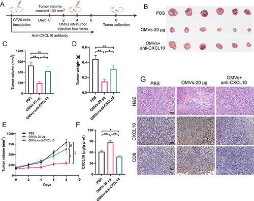 Figure 6 CXCL10 mediated the infiltration of CD8+ T cells and the antitumor effects of Pd-OMVs. (A) Experimental design for assessing the anti-colon tumor effects of Pd-OMVs. Anti-CXCL10 antibody was used to block CXCL10 expression in tumor tissues. (B) Comparison of tumor morphologic features. (C) Tumor volume and (D) weight on day 8 after Pd-OMVs administration. (E) Variation of tumor volume within 8 days. (F) The protein expression of CXCL10 in tumor tissues. (G) H&E and IHC images of CXCL10 and CD8. Data are presented as the mean ± SEM (n = 6). *p < 0.05, **p < 0.01.