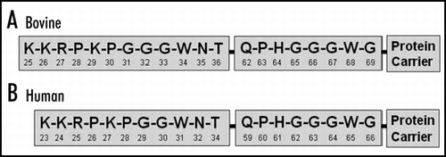 Figure 1 N-terminal bovine (A) and human (B) chimeric peptide used as immunogens for the production of YWH antibodies.