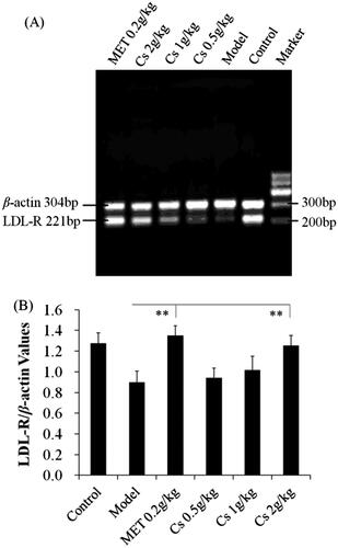 Figure 3. (A) Effect of Cassia semen ethanol extract on mRNA expression of LDL-R in liver tissue. (B) Data were expressed as mean ± SD of 12 rats in each group. **p < 0.01 vs. model group. Cs: Cassia semen, MET: Metformin.